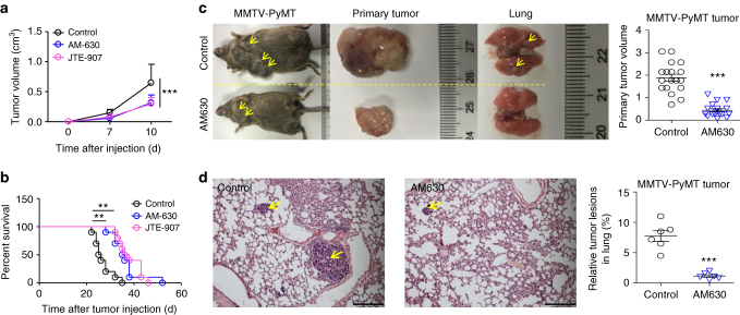 Targeting CB2 delays tumor progression. a CB2 antagonists inhibit tumor growth. Six-week-old mice were subcutaneously inoculated with MC-38 tumors and treated with CB2 antagonists, AM-630 (0.3 mg kg−1 d−1, i.p.) or JTE-907 (0.5 mg kg−1 d−1, i.p.). The tumor volume was measured dynamically. The data represent means ± s.e.ms. (n = 10, ***P < 0.005, Student’s t-test). b CB2 antagonists improve the survival of tumor-bearing mice. The MC-38 tumor-bearing mice were described in a. The survival time was recorded. The experiment was repeated twice (n = 10, **P < 0.01, Gehan-Breslow-Wilcoxon test). c The MMTV-PyMT mice were treated with PBS or AM630 (0.3 mg kg−1 d−1, i.p.) starting from 6 weeks old and sacrificed at 14 weeks old. The representative gross morphology of primary mammary tumors and lung metastasis were displayed. The size of the primary mammary tumors were calculated. (n = 6, ***P < 0.005, Student’s t-test). d Tumor lesions in lungs from the mice described in c (n = 6, ***P < 0.005, Student’s t-test). Scale bars, 200 μm