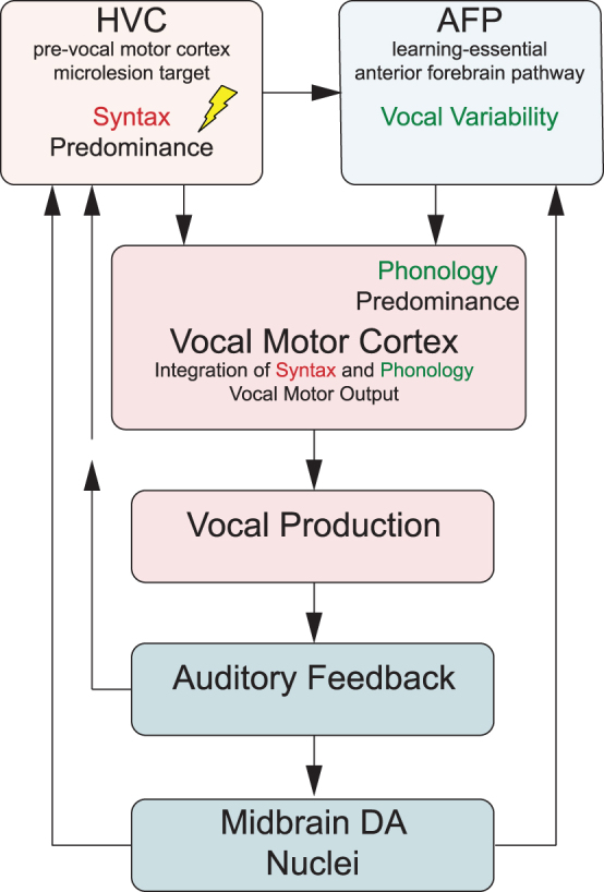 Two major song system pathways differentially contribute to vocal phonology and syntax. The premotor cortical-like microlesion target HVC projects to vocal motor cortex influencing temporal and syllable sequence features relevant to syntax.29 The learning-essential AFP also projects to vocal motor cortex and is predominantly responsible for promoting vocal variability, particularly of spectral features important to phonology.30 Note that vocal impairment following HVC microlesions requires an intact AFP input to vocal motor cortex, suggesting that its variability signal is normally balanced by HVC.31 Microlesion recovery depends on auditory feedback.19 This is consistent with song degradation following deafening32 that also depends on intact AFP.33 Sensorimotor learning refinement of song involves midbrain dopaminergic circuits that project to both AFP34 and HVC.35 AFP, anterior forebrain pathway.