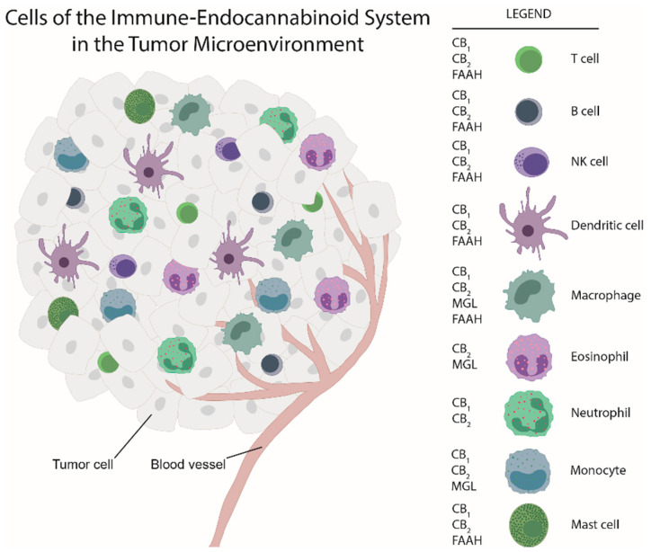 Tumors locally recruit immune cells that reject and also promote tumor development and metastasis. Immune cells express components of the endocannabinoid system, thereby they are able to form an “immune endocannabinoid system” within the tumor microenvironment. Most of the immune cells express cannabinoid receptors (CB1, CB2) and enzymes for endocannabinoid degradation (monoacylglycerol lipase (MGL) and fatty acid amide hydrolase (FAAH)). In addition, they are known to release endocannabinoids (see Table 2).