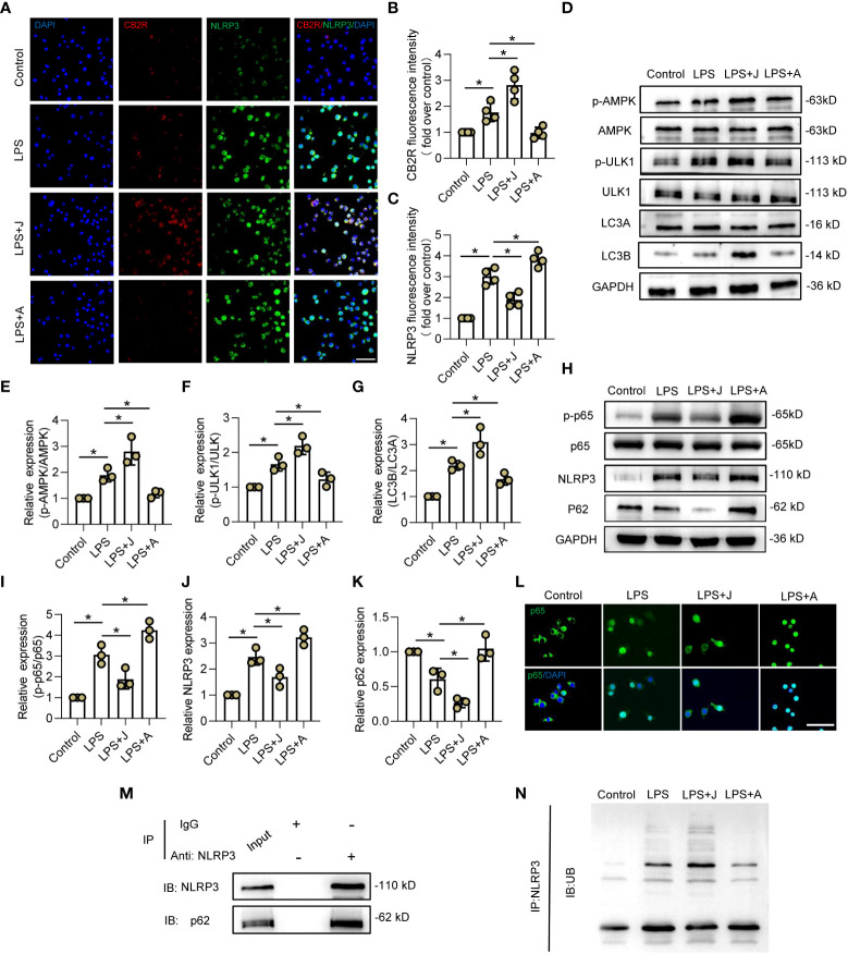 CB2R promoted ubiquitination and autophagy-induced degradation of NLRP3 via the AMPK/ULK signaling pathway. (A) IF staining of CB2R (red) and NLRP3 (green) after LPS stimuli for 24 h with CB2R activation by JWH-133 (J) or inactivation by AM630 (A). Scale bar = 50 μm. (B) Quantitative analysis of CB2R. (C) Quantitative analysis of NLRP3. (D) Representative protein bands of p-AMPK, AMPK, p-ULK1, ULK1, LC3A, and LC3B in each group after 24 h of LPS insult. (E) Quantitative analysis of the p-AMPK/AMPK ratio. (F) Quantitative analysis of the p-ULK1/ULK1 ratio. (G) Quantitative analysis of the LC3B/LC3A ratio. (H) Representative protein bands of p-p65, p65, NLRP3, and p62 after 24 h of LPS stimulation. (I) Quantitative analysis of the p-p65/p65 ratio. (J) Quantitative analysis of NLRP3. (K) Quantitative analysis of p62. (L) IF staining of CB2R (red) and NLRP3 (green) after LPS stimulation for 24 h with CB2R activation by JWH-133 or CB2R inactivation by AM630. Scale bar = 50 μm. (M) Representative protein bands of NLRP3 and p62 in BV2 microglia after IP assay using an Ab against NLRP3. (N) Representative protein bands of ubiquitin linkage-specific K48 bound to NLRP3. * p < 0.05.