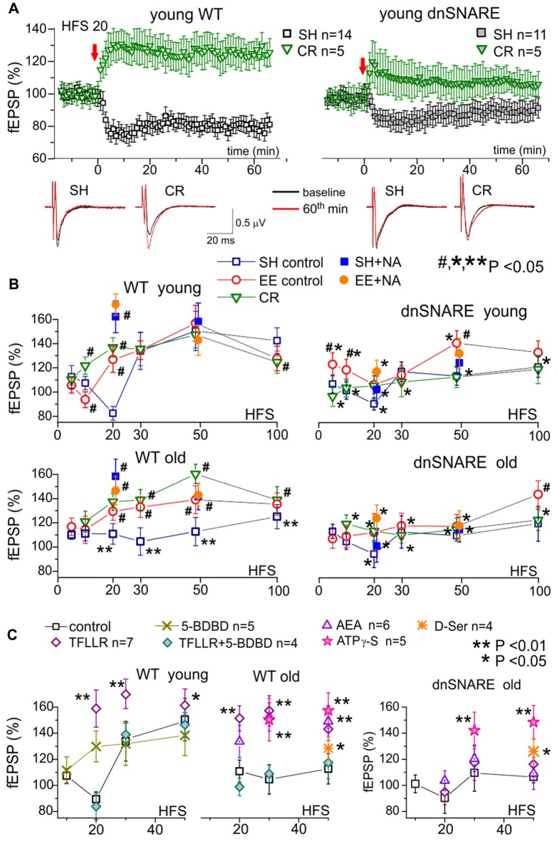 Impact of gliotransmission on synaptic plasticity in the neocortex. Long-term potentiation (LTP) of field excitatory postsynaptic potentials (fEPSPs) was induced in the layer 2/3 of somatosensory cortex of the WT and dnSNARE mice by different number of pulses of high-frequency theta-burst stimulation (100 ms-long trains of 100 Hz pulses delivered with 200 ms intervals, every 10 trains were separated by 10 s-long intervals), as previously described (Lalo et al., 2014a, 2016; Rasooli-Nejad et al., 2014; Pankratov and Lalo, 2015). (A) The representative time course of changes in the fEPSP induced by 20 HFS trains delivered at zero time, measured in the young mice of SH and mice exposed to CR. Dots in the graphs represent the average of six consecutive fEPSPs; data are shown as mean ± SD for number of experiments indicated. Data were normalized to the fEPSP slope averaged over 10 min period prior to the HFS. The insets show the average fEPSP waveforms recorded before and 60 min after the HFS. Note the difference in the effect of CR on long-term depression (LTD)/LTP switch in the WT and dnSNARE mice. (B) The stimulus-dependence of the long-term changes in the neocortical fEPSP in the old mice of different genotypes at different conditions. Graphs show the magnitude of LTP/LTD evaluated as relative increase in the fEPSP slope at 60th min, averaged across 10 min time window and plotted against the number of HFS trains delivered. Each data point shows mean ± SD for the following number of experiments/mice used): 10–22 (8–15) for SH, 6–9 (5–6) for EE and 6–7 (4–5) for CR mice. The graphs also show the effect of activation of astrocytes with 1 μM NA [REF] on the LTP induced by 20 and 50 HFS trains; NA was applied for 5 min 2 min prior to HFS. The statistical significance (2-population unpaired t-test) for the difference between genotypes, age- and treatment groups was indicated by different symbols as follows: (#)–effect of EE or CR as compared to SH mice of the same genotype and age and the effect of NA as compared to mice of same age, genotype and housing in the control; (*) dnSNARE mice vs. their WT littermates of the same age and housing; (**) old vs. young mice of the same genotype and housing. Note the different pattern of changes in the LTP/LTD between dnSNARE and WT mice and significant effects of EE and CR in the old WT mice. (C) The effects of astrocyte-derived ATP on neocortical synaptic plasticity in the young and old mice of SH was evaluated using the same experimental paradigm as in (A,B). The release of gliotransmitters was activated by the agonists of astrocyte-specific PAR-1 receptors (Lalo et al., 2016) TFLLR (10 μM) in the control or after inhibition of neuronal P2 × 4 receptors to ATP with selective antagonist 5-BDBD (5 μM). Alternatively, enhancement of gliotransmitter release was activated via CB1 receptors (Rasooli-Nejad et al., 2014) or mimicked by exogenous application of ATP analog ATPγS (10 μM) or D-Serine (10 μM). All drugs were applied for 5 min 2 min before the LTP induction. Asterisks (* and **) indicate statistical significance of difference in the LTP magnitude as compared to the mice of same age and genotype under control conditions (unpaired t-test). Under control conditions, activation of astrocytes with TFLLR significantly increased the LTP in young and old WT but not the dnSNARE mice. Inhibition of P2×4 receptors prevented the TFLLR-induced enhancement of LTP. Contrary to TFLLR-activated release, application of exogenous gliotransmitters had significant effects both in the WT and dnSNARE mice. Combined, these results suggest the importance of astrocyte-derived ATP for modulation of synaptic plasticity in the neocortex.
