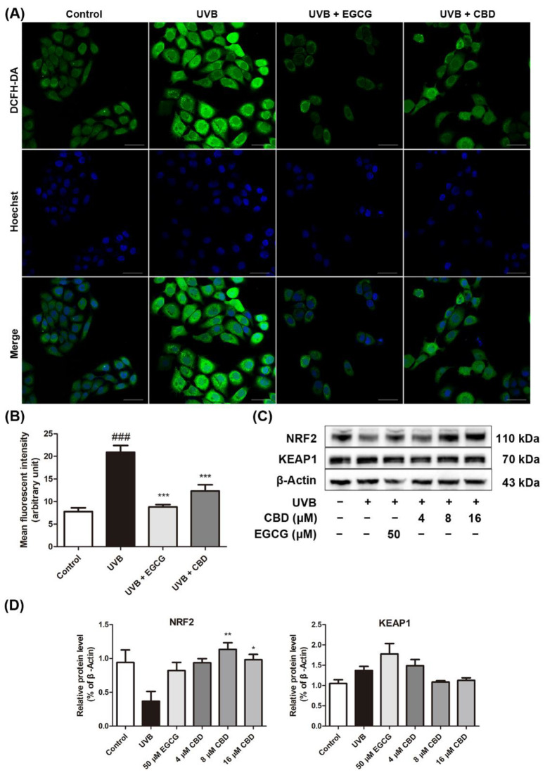 Effects of CBD on the oxidative stress in UVB-irradiated HaCaT cells: HaCaT cells were irradiated at 80 mJ/cm2, followed by incubation with EGCG (50 μM) or CBD (8 μM) for 24 h. (A) Cells were incubated with a fluorescent probe (DCF-DA) for qualitative analysis using a confocal microscope, and (B) the mean fluorescence intensity (MFI) was measured using ImageJ software. (C,D) Cells were irradiated with UVB (80mJ/cm2), followed by incubation with EGCG (50 μM) or CBD (4, 8, or 16 μM) for 24 h. Expression levels of NRF2 and KEAP1 were determined by Western blot analysis. Scale bar = 50 μm. Results are presented as the mean ± SD (n = 3); ### p < 0.001 as compared with the control group; * p < 0.05, ** p < 0.01, and *** p < 0.001 as compared with the UVB-irradiated group.