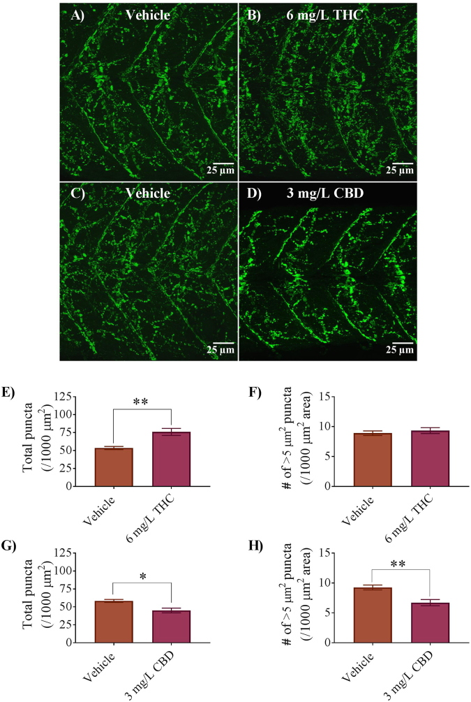 Expression of nicotinic acetylcholine receptors (nAChRs) in 2 dpf embryos of controls, 6 mg/L THC and 3 mg/L CBD-treated fish. (A–D) α-bungarotoxin labelling of postsynaptic membranes at the NMJ in zebrafish trunk musculature. (E) Bar graph representing the total number of α-bungarotoxin puncta counted over per 1000 μm2 area and compared between vehicle control (n = 10) and 6 mg/L THC-treated embryos (n = 6). (F) Bar graph representing the number of α-bungarotoxin puncta with a minimum area of ~5 μm2, compared between vehicle control (n = 10) and 6 mg/L THC-treated embryos (n = 6). (G) Bar graph representing the total number of α-bungarotoxin puncta counted over a 1000 μm2 area and compared between vehicle control (n = 8) and 3 mg/L CBD-treated embryos (n = 7). (H) Bar graph representing the number of α-bungarotoxin puncta with a minimum area of ~5 μm2, compared between vehicle control (n = 8) and 3 mg/L CBD-treated embryos (n = 7). * Significantly different from vehicle controls, p < 0.05. **Significantly different from vehicle controls, p < 0.01.