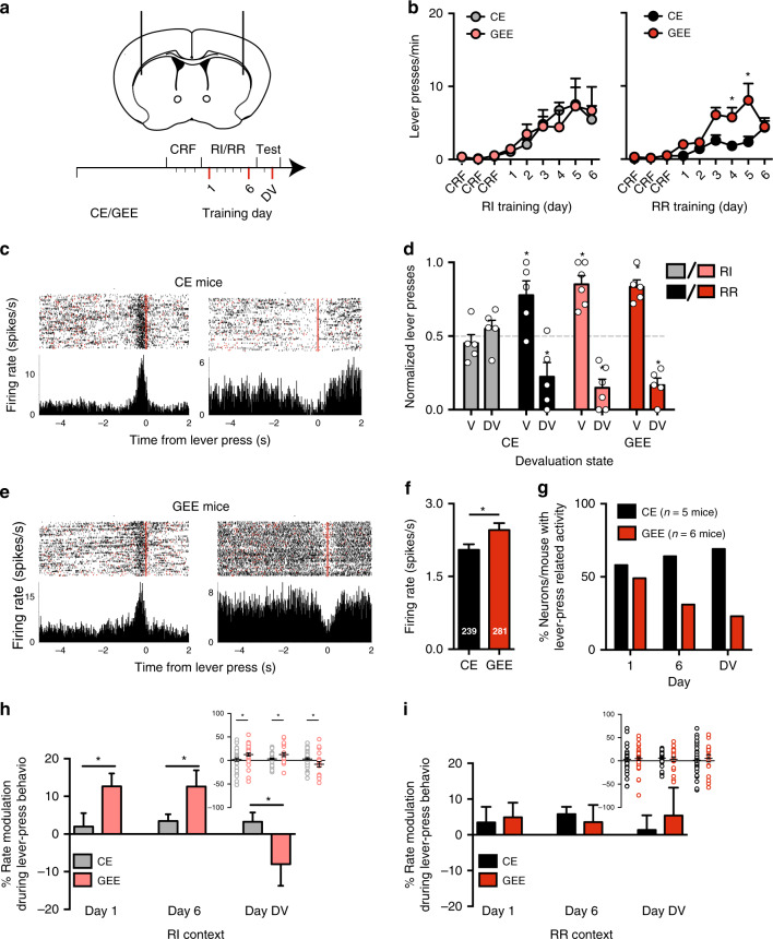 GEE disrupts in vivo habitual action encoding in DLS circuits.a Schematic diagram showing site of multi-electrode recording in the DLS (black) and DMS (gray), and experimental design. In vivo recordings were made on day 1 and 6 of schedule training and outcome devaluation (DV) testing (marked in red). (b) Response rate during RI and RR schedule training for CE and GEE mice that were implanted with multi-electrode arrays. c, e Representative raster plots (top-panel) and peri-event time histograms (bottom-panel) of putative DLS MSNs increasing (left) or decreasing (right) their activity around the lever-press (red line at time 0 (s)) in CE (c) and GEE (e) mice. Each row in the raster is neural activity +5 to −2 s around a lever press (time = 0 s, red line). Trials are sorted according to the order of lever-presses made across the session. The peri-event time histogram shows the average firing rate during lever-press related behavior. d Normalized lever-pressing in RI and RR trained contexts during outcome revaluation testing in Valued (V) and Devalued (DV) states in CE and GEE mice implanted with multi-electrode arrays. f Baseline firing rate of putative DLS MSNs that fired in both RI and RR training contexts in CE (n = 239) and GEE (n = 281) mice. g Proportion of putative DLS MSNs per animal that changed firing rate during lever-pressing under RI and RR schedules during training (day 1 and day 6) and following outcome devaluation. h, i The % rate net modulation during lever-press related behavior of firing rate in CE and GEE mice in h RI and i RR contexts. Inset shows percentage rate modulation distribution of individual units on Days 1, 6, and DV. Error bars equal ± SEM, * = p < 0.05.