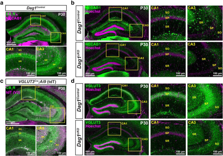 Cell body and synaptic markers for CCK+ interneurons are reduced in Dag1cKO mice. (a) Immunostaining showing the co-localization of CB1R (green) and NECAB1 (magenta) in CCK+ interneurons. Insets (yellow boxed regions) show enlarged images of the CA1 and CA3. (b) Immunostaining for NECAB1 (green) shows a reduction of NECAB1+ interneurons in the hippocampus of P30 Dag1cKO mice. Insets (yellow boxed regions) show enlarged images of the CA1 and CA3. (c) Immunostaining of hippocampal sections from VGLUT3Cre mice crossed with a Lox-STOP-Lox-tdTomato (Ai9) reporter mouse showing the co-localization of CB1R (green) and VGLUT3 (magenta) in a subset of CCK+ interneurons. Insets (yellow boxed regions) show enlarged images of the CA1 and CA3. (d) Immunostaining for VGLUT3 (green) shows a reduction of CCK+ interneuron synaptic terminals in the hippocampus of P30 Dag1cKO mice. Insets (yellow boxed regions) show enlarged images of the CA1 and CA3. CA layers: SO, stratum oriens; SP, stratum pyramidale; SR, stratum radiatum
