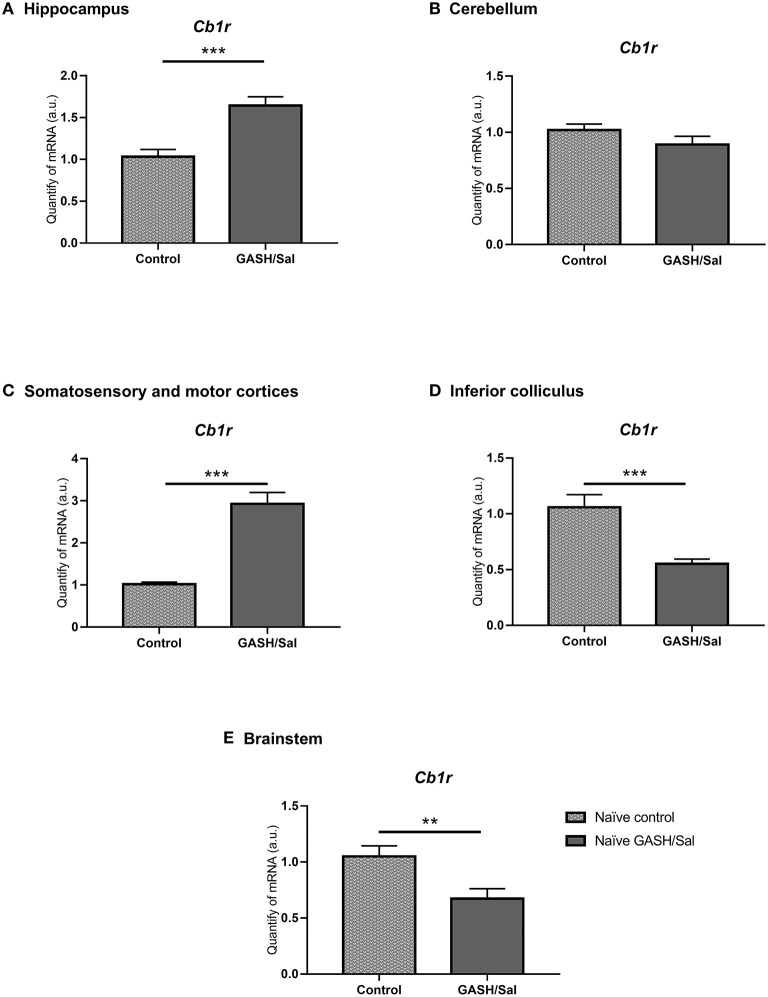 Differences in CB1R mRNA expression levels between GASH/Sal model and control. Relative quantities of transcripts in different areas of the central nervous system of the Syrian golden hamster and the GASH/Sal. In the graph, X-axis: Relative quantities of mRNA in arbitrary units; Y-axis: Experimental groups: naïve Syrian hamster (control); naïve audiogenic group (GASH/Sal). (A) Hippocampus; (B) Cerebellum; (C) Motor and somatosensorial cortices; (D) Inferior colliculus; (E) Brainstem Bars represent mean ± SEM. Statistical analyses: Unpaired t-test. *p ≤ 0.01; **p ≤ 0.001, and ***p ≤ 0.0001.