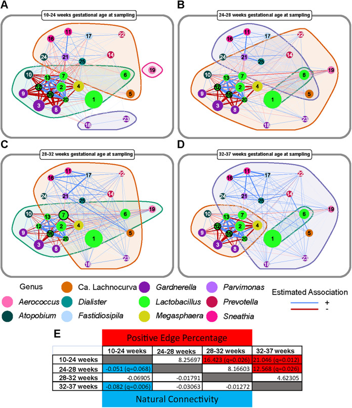 Network analysis illustrating changes in associations between amplicon sequence variants (ASVs) throughout pregnancy. Networks at 10 to 24 weeks (A), 24 to 28 weeks (B), 28 to 32 weeks (C), and 32 to 37 weeks of gestation (D) were generated by using the NetCoMi package (151). Nodes, which represented individual amplicon sequence variants (ASVs), were color coded according to their respective genus-level classification and were scaled based on the center-log-ratio normalized sum of their counts across samples included in the network analysis. Edges were weighted by strength using fitness and were color coded by interaction type with positive (blue) and negative (red) interactions. Nodes that represent hubs, defined as an ASV with an eigenvector above the 95% quantile of the empirical distribution, are outlined in black and are in bold font. Clusters are represented by background coloration and darker borders. (E) A matrix of comparative network statistics with positive edge percentage above the diagonal and natural connectivity below the diagonal. Cells shaded red and cells shaded blue represent statistically significant differences (after false discovery rate correction) between time periods for positive edge percentage and natural connectivity, respectively. Differences were assessed by a one-tailed test of the observed difference compared to a nonparametric permuted sampling distribution of the corresponding measure (n = 1,000).