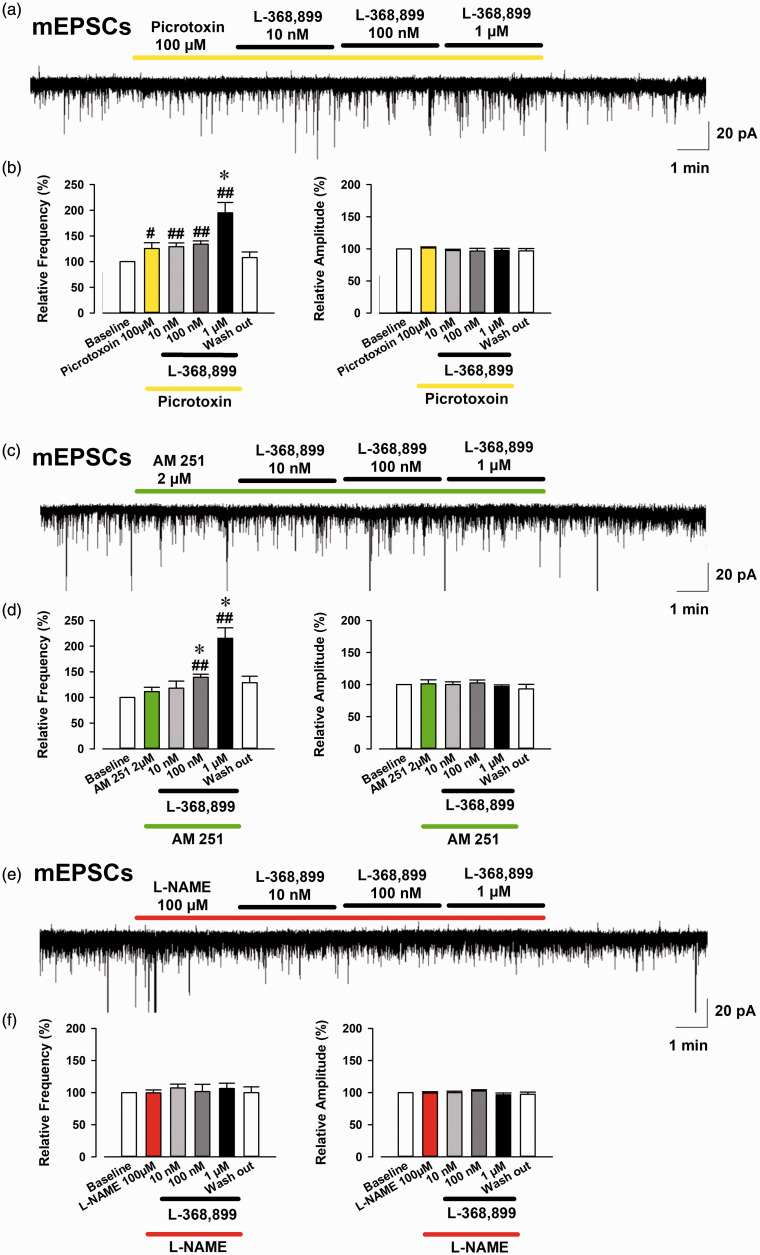 Effect of bath application of picrotoxin, AM 251, and L-NAME on induced mEPSCs increased by L-368,899 in OXT-mRFP1 neurons in slices from AA rats. Example trace of mEPSCs following the bath application of 100 µM picrotoxin (a), 2 µM AM 251 (c), and 100 µM L-NAME (e) after the bath application of L-368,899 in OXT-mRFP1 neurons in AA rats are shown. Summary frequency (left) and amplitude (right) data of the effect of picrotoxin (b), AM 251 (d), and L-NAME (f) after the bath application of L-368,899 in OXT-mRFP1 neurons in AA rats (each group, n = 6 neurons/3 rats). #p < 0.05 and ##p < 0.01 compared with baseline. *p < 0.05 compared with only 100 µM picrotoxin or 2 µM AM 251.mEPSC: miniature excitatory postsynaptic current.