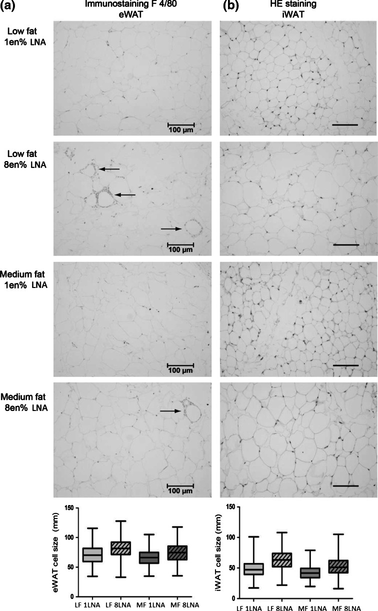 Dietary LNA increase macrophage infiltration and cell size in adipose tissue. (a) Immunostaining with F4/80 showed more crown-like structures indicating macrophage infiltration (indicated by arrows) in eWAT of mice fed 8 en% LNA compared to mice fed 1 en% LNA. (b) HE staining of iWAT. Mice fed 8 en% LNA displayed larger adipocyte cell size in (a) eWAT and (b) iWAT in both low fat (LF) and medium fat diets (MF) compared to mice fed 1 en% LNA. Data are presented as min to max, line at median, n = 2. Scale bar 100 μm