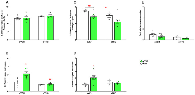 Effects of peripubertal treatment with THC (aTHC) on cannabinoid CB1 (Cnr1), dopamine D2 (Drd2), and D3 (Drd3) receptor genes in the prefrontal cortex of perinatally THC (pTHC)-exposed rats in adulthood. Data are presented as means ± S.E.M. (n = 3–8 rats/group) of (A) DNA methylation of Cnr1 gene (average 4 CpG sites), (B) Cnr1 mRNA expression, (C) DNA methylation of Drd2 gene (average 6 CpG sites), (D) Drd2 mRNA expression and (E) Drd3 mRNA expression. * p < 0.05 and ** p < 0.01 vs. CNT/aVEH; ## p < 0.01 vs. pTHC/aVEH, Tukey’s post hoc test; $$ p < 0.01 and $$$ p < 0.001, unpaired-t test.