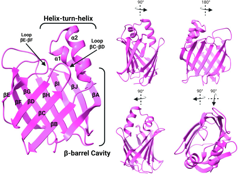 The crystal structure of human holo-CRABP2 (PDB 1CBS) showing the overall structural features of iLBPs. The figure shows the β-barrel cavity composed of 10 β-strands (βA-βJ), the helix-turn-helix cap consisting of the alpha helices (α1 and α2) and the portal to the ligand binding domain with the neighboring loops (loop βC-βD and βE-βF). Two β-sheets, each made up of five β-strands, fold to form the β-clam of the iLBP structure. (Structures generated from PDB using ChimeraX; figure created with BioRender.com.)
