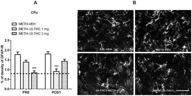 Δ9-THC reduces METH-induced astrogliosis in the CPu.A. Rats were treated as described in the legend of Figure 4. Two-way ANOVA revealed a significant effect of treatment (F(2,32) = 16.28, p<0.0001) as well as a significant interaction between time of treatment and treatment (F(2,32) = 8.12, p = 0.0014). Post-hoc comparisons showed that GFAP-IR was lower in the CPu of Post Δ9-THC (1 mg/kg) and Pre Δ9-THC (3 mg/kg) treated rats than in controls (METH-VEH). ***p<0.001 vs PRE METH-VEH and ### p<0.001 vs POST METH-VEH (Bonferroni's post-hoc test). Horizontal dot lines represent the values of percentage of GFAP-IR density (0.75±0.07) in SAL-VEH group. B. Representative images of GFAP immunostaining in the CPu 72 h after the last METH or SAL administration in SAL-VEH, METH-VEH, METH-Δ9-THC 1 and 3 mg. Scale bar = 100 µm.
