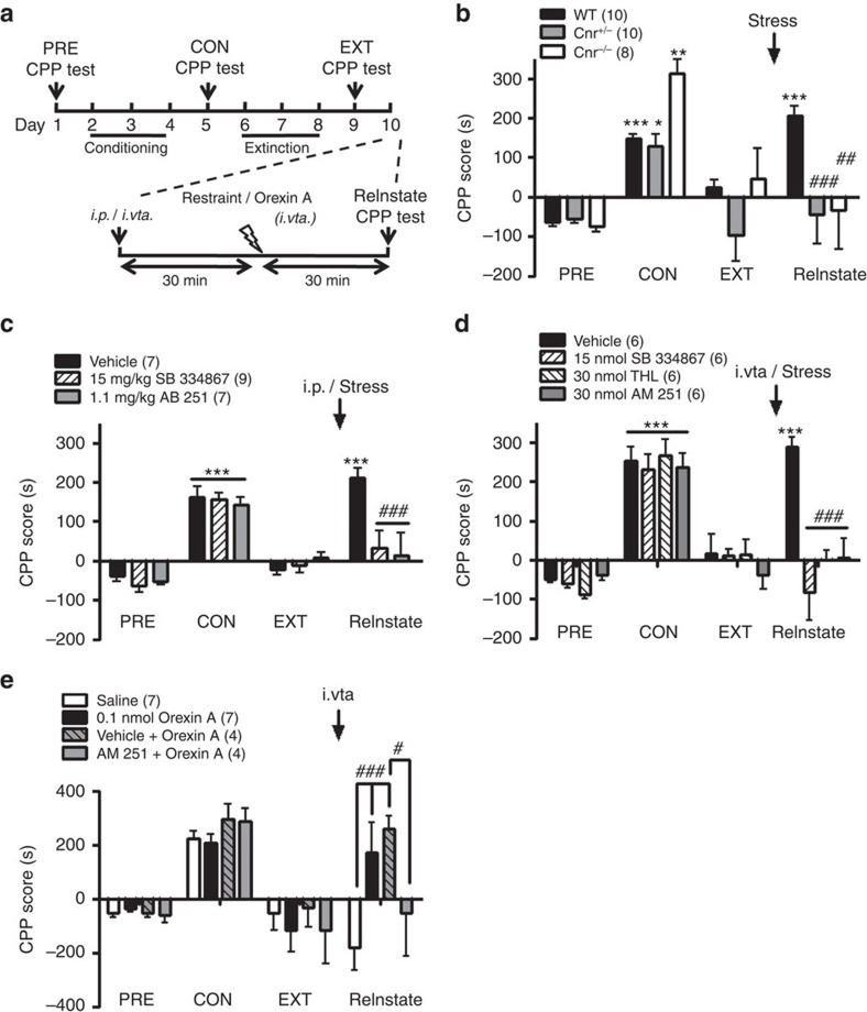 Restraint stress or intra-VTA microinjection of orexin A reinstated extinguished cocaine-CPP in WT, but not in Cnr1 KO mice or in mice pretreated with an OX1R or CB1R antagonist.(a) The protocol for inducing, extinguishing, and reinstating cocaine-CPP. Four stages were analysed: preconditioning1, conditioning35, extinction and reinstatement. Mice received daily pairing of cocaine (i.p. 20 mg kg−1) on days 2–4 to develop cocaine CPP, followed by a 3-day forced extinction training by daily paring of saline with the cocaine-paired chamber on days 6–8. (b–e) On day 10, (b–d) a 30-min restraint stress or (e) bilateral intra-VTA microinjection (i.vta.) of 0.1 nmol orexin A for 30 min was applied before the CPP test to reinstate extinguished cocaine CPP. The CPP test was conducted before (day 1, PRE) and after (day 5, CON) cocaine-conditioning, after extinction (day 9, extinction) and after restraint stress/i.vta. orexin A (day 10, reinstatement). Antagonists were given 30 min before restraint stress by either i.p. injection or bilateral i.vta. microinjection. The degree of cocaine seeking was determined by the CPP score as described in Methods section. (b–d) CPP scores at various stages (b) in WT (n=10, black bars), Cnr1+/− (n=10, grey bars) or Cnr1−/− (n=8, open bars) mice, or in mice (c) i.p. or (d) i.vta. pretreated with vehicle (i.p.: n=7, i.vta: n=6, black bars), SB-334867 (i.p.: n=9, i.vta: n=6, left slashed bars), AM 251 (i.p.: n=7, i.vta: n=6, grey bars) or THL (n=6, right slashed bars) before receiving restraint stress. (e) CPP scores at various stages in mice, after extinction, i.vta. microinjection of orexin A (n=7, black bars), saline (n=7, open bars), orexin A+AM 251 (n=4, grey bars) or orexin A+vehicle (n=4, right slashed grey bars). *P<0.05, **P<0.01, ***P<0.01 versus the PRE stage ; #P<0.05, ##P<0.01, ###P<0.001 versus (b–d) the WT, or the vehicle or (e) the saline group (two-way ANOVA with Bonferroni post hoc test). Data are expressed as mean±s.e.m.