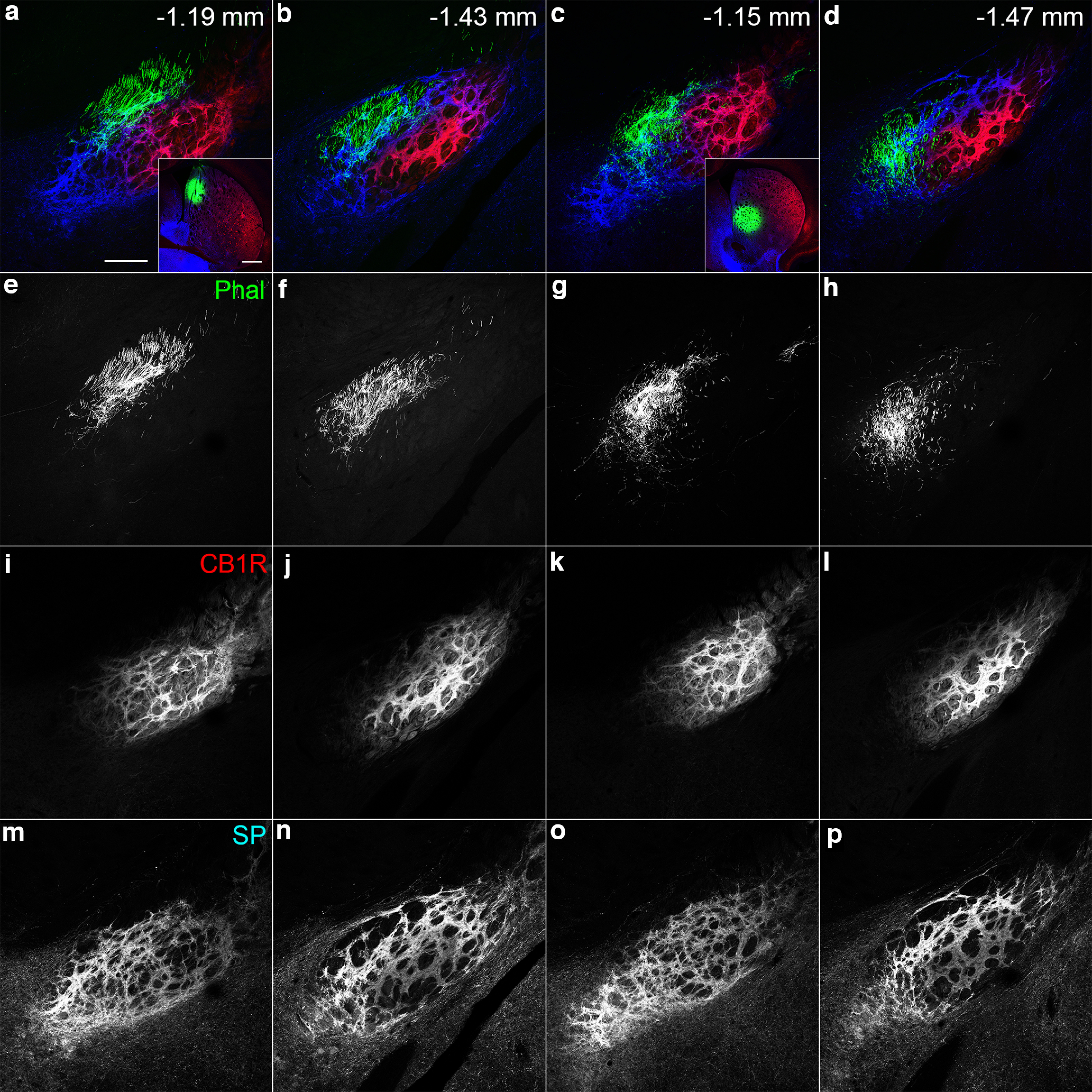 a, c, Innervation of areas with hSP/lCB1R immunoreactivity inside the EPN by afferent fibers from the DM (a, inset) and VM (c, inset) parts of the striatum, which also show hSP/lCB1R immunoreactivities. a–p, Pseudocolor images (a–d) representing phal (green), CB1R (red), and SP (blue) immunoreactivities are shown separately in e–h, i–l, and m–p, respectively. The sites of phal injection are shown in the insets. The numbers indicate the distance from bregma. Scale bars: a, 200 μm; a, inset, 500 μm.