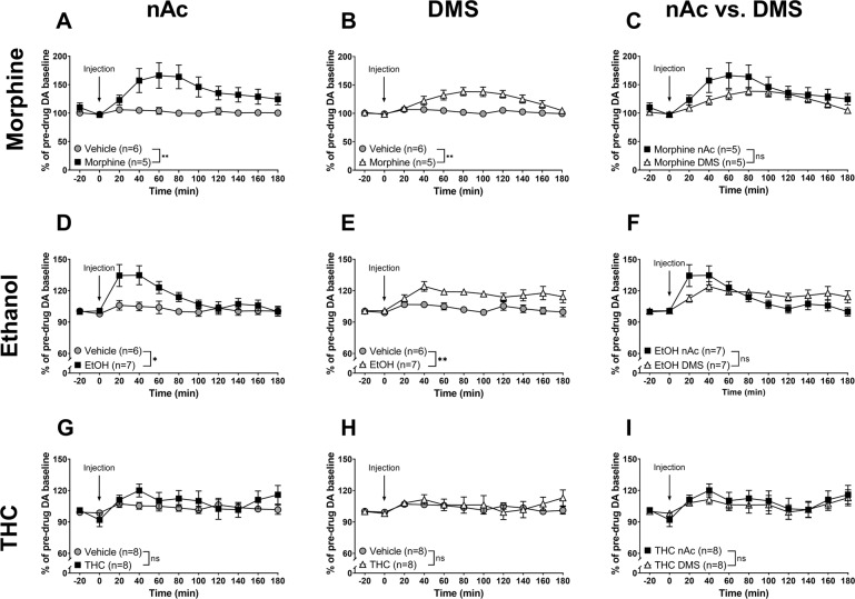 Qualitative differences in DA-elevating properties of ethanol and morphine in the DMS.A–C Systemic administration of morphine (5 mg/kg i.p.) produced an elevation in extracellular DA in both the nAc and the DMS, however, the effect differed qualitatively over time in the two regions. D–F Ethanol (2.5 g/kg i.p.) significantly increased extracellular DA levels in both the nAc and the DMS, an increase with a significantly different pattern in the two regions. G–I THC (3 mg/kg i.p.) failed to produce a significant increase in striatal DA, both in the nAc and the DMS. All values are presented as means ± SEM. n number of rats. *p < 0.05, **p < 0.01.