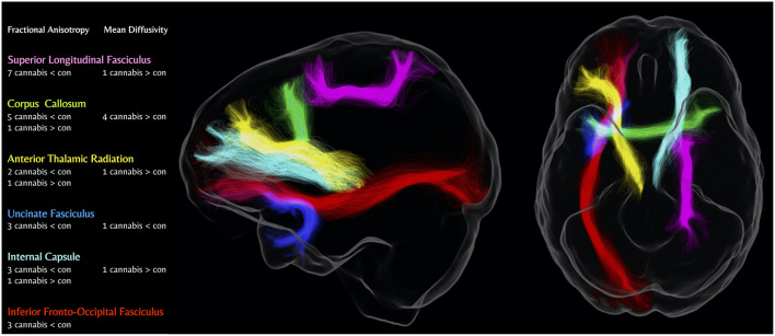 Number of diffusion-weighted MRI studies showing differences in major white matter tracts in cannabis users compared to controls. Cannabis < Con; Lower metric of white matter microstructure in cannabis users vs. controls, Cannabis > Con; Higher metric of white matter microstructure in cannabis users vs. controls. Figure produced using MRtrix3 and tracts generated from TractSeg (Wasserthal et al., 2018; Tournier et al., 2019).