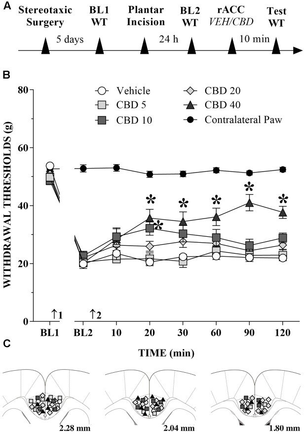 Reduction of tactile hypersensitivity by CBD. (A) Timeline of the protocol for the experiments; (B) The time-course of changes in the WT measured in the operated and contralateral hind paws of the rats. Baseline (BL) was measured preoperatively (BL1) and 24 h postoperatively (BL2). Subsequently, vehicle (VEH; n = 6) or CBD (5 to 40 nmol/0.25 μL; n = 7–11) was administered into the rostral anterior cingulate cortex (rACC), and WT was measured up to 120 min after injection. Arrows 1 and 2 indicate the times of surgery and injections into the rACC, respectively. Two-way ANOVA with Dunnett’s test: ∗p < 0.05 compared with vehicle. Data are means ± SEMs. Coronal sections taken from the atlas of Paxinos and Watson (2006) showing the locations of the injections of CBD in the rACC are shown in (C) using symbols as in the graph.