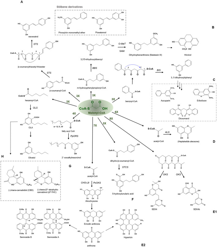 Examples of aldol type condensation reactions employed by various type III PKSs to produce a variety of polyketide products. Describes the reaction catalyzed by (A) Stilbene synthase (STS), (B) Bibenzyl synthase (BBS), (C) Biphenyl synthase (BPS), (D) Aleosone synthase (ALS), (E1) Octaketide synthase (OKS), (E2) Anthrone synthesizing CHS-L9 and PcOKS, (F) Stilbenecarboxylate Synthase (STCS), (G) 2′-Oxoalkylresorcinol Synthase (PpORS), and (H) Olivetol synthase (OLS). The dashed arrows represent the proposed pathways. The green-colored nX value represents the number of malonyl-CoA molecules employed in a reaction; O-Met, O-methyltransferase; SAM, S-adenosylmethionine.