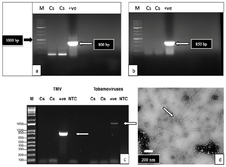 Analysis of cannabis leaf tissues for possible viruses using RT-PCR with specific primers and transmission microscopy. (a) Primers for tobacco mosaic virus produced a band at 800 bp (arrow) in the positive control (tobacco) with no corresponding bands in the cannabis leaf samples (Cs). The low-MW bands at around 230 bp were found to be a ubiquitin protein. (b) Primers for alfalfa mosaic virus produced a 850 bp band (arrow) in the positive control, but not in the cannabis leaf tissues (Cs). (c) Primers for TMV and the Tobamovirus group produced bands at 850 bp and 1650 bp, respectively, in the positive controls (arrows), but not in cannabis leaf samples (Cs). (d) Transmission microscopy showed the presence of rod-shaped virus particles measuring 800–1000 nm in the positive control tissue (arrow), but these were not seen in cannabis leaf samples.