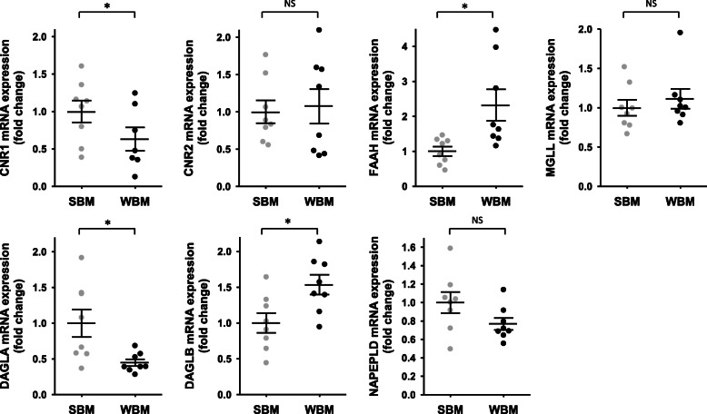 Fold change in gene expression of target genes involved in endocannabinoids biosynthesis and catabolism in brown bear muscle tissue. Muscle tissues were collected from bears at both winter-hibernating and summer-active time points (Supplementary Table S1), total RNA was extracted and expression levels were measured by RT-qPCR. Data are normalized against TBP mRNA levels and expressed as a fold change relative to the summer condition, represented as mean ± SEM of separate extractions and quantifications (n = 8). Paired Student t-test were used to compare wummer and winter data. * indicates p value < 0.05 when comparing seasons, NS: non significant. CNR1: cannabinoid receptor 1, CNR2: cannabinoid receptor 2, DAGLA: diacylglycerol lipase alpha, DAGLB: diacylglycerol lipase beta, FAAH: fatty acid amide hydrolase, MGLL: monoacylglycerol lipase, NAPEPLD: N-acyl phosphatidylethanolamine phospholipase D, SBM: summer bear muscle, WBM: winter bear muscle