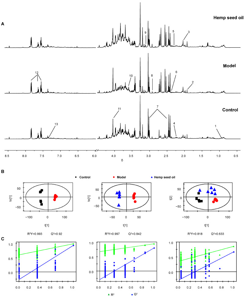 Urinary metabolomic analysis. (A) Representative 1H NMR spectra of rat urine. Key: 1, Isoleucine; 2, Acetate; 3, N−Acetyl glycoprotein; 4, Acetone; 5, Acetoacetate; 6, Pyruvate; 7, α−Ketoglutarate; 8, Dimethylglycine; 9, Cysteine; 10, Sarcosine; 11, Creatinine; 12, Hippurate; 13, Tryptophan. (B) OPLS−DA score plots. (C) The corresponding validation plots based on 200 times permutation tests. The OPLS−DA models were valid and not over−fitted, as the R2 and Q2 values derived from the permuted data were lower than the original ones and all the blue regression lines of the Q2−points intersected the vertical axis below zero.