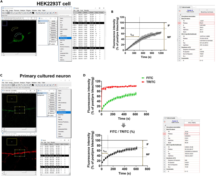 Process for analyzing fluorescence intensity(A) Individual settings to analyze fluorescence intensity in the region of interest of a HEK293T cell using ImageJ.(B) FRAP curve of SEP-DAGLα in HEK293T cells.(C) Individual settings to analyze fluorescence intensity in the region of interest of a primary cultured neuron using ImageJ.(D) FRAP curve of SEP-DAGLα in primary cultured neurons. Normalize the intensity of FITC by TRITC. One-phase exponential equations fitted the curves. t1/2: the half time of equilibrium; IF: immobile fraction; MF: mobile fraction.