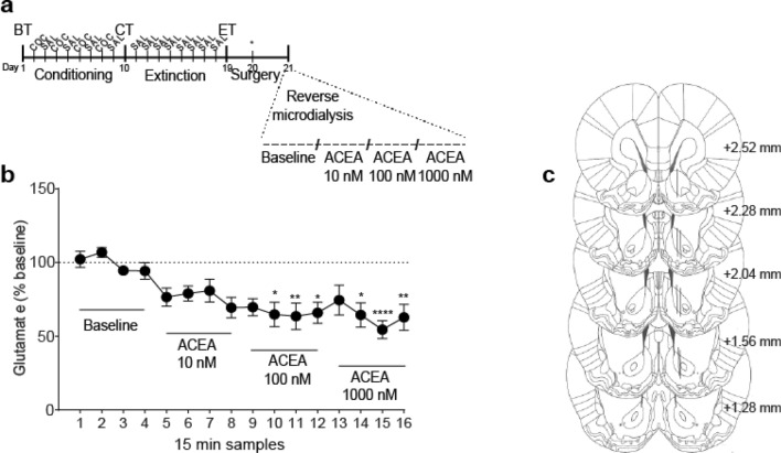 Effect of the CB1R agonist ACEA on basal extracellular glutamate levels in NAcore. (a) Timeline for CPP procedure. Animals that reached the extinction criteria were selected to receive increasing and consecutive doses of ACEA by reverse microdialysis [0, 10, 100 and 1000 mM]. Following the baseline, four samples for each concentration were collected. (b) Intra-NAcore local perfusion of ACEA significantly decreased extracellular glutamate in a concentration-dependent manner (*p < 0.05, **p < 0.01 and ****p < 0.0001 compared with baseline, using Bonferroni’s multiple comparisons post-hoc test, n = 7). Glutamate was quantified using EZChrom Elite software, version 4.0 (http://www.agilent.com). (c) Locations of microdialysis membranes (solid lines) in NAcore for subjects that were included in the present analysis. Numbers to the right indicate millimeters from the Bregma.