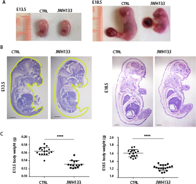 Growth defects in embryo sired from JWH-133 exposed father. (A) Representative images of E13.5 and E18.5 embryos from JWH-133 exposed and control (CTRL) fathers. (B) Histological sections (H&E staining) of E13.5 and E18.5 embryos from JWH-133 exposed and control (CTRL) fathers, displaying a reduced embryo size without developmental abnormalities. The outline of the CTRL embryo is traced in yellow and transferred in JWH-133 embryo to illustrate and compare the overall size between the two embryos. (C) Embryo body weight at E13.5 (130.0 ± 9.14 mg in JWH-133 vs 163.4 ± 9.84 mg in CTRL) and E18.5 (1.25 ± 0.07 g in JWH-133 vs 1.60 ± 0.09 g in CTRL). Scatter plots show the results of n = 15–18 embryos randomly selected from n = 3 females from each group. ****P < 0.0001. Scale bar: 1 mm in B.