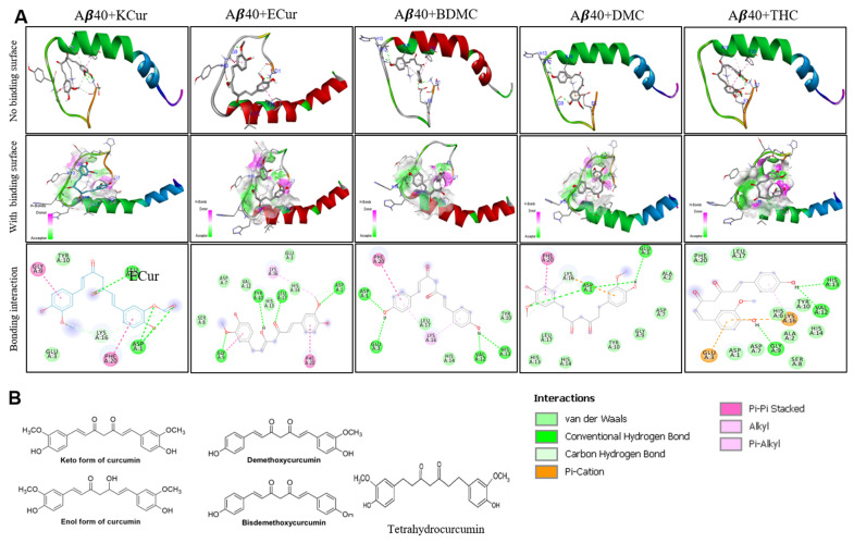 Interactions of Cur and its derivatives with Aβ40. Docking analysis was carried out and the results were investigated using PyRx/AutoDock Vina software and visualized with Discovery Studio Visualizer to further investigate with Aβ40-Cur derivatives. (A): The Molecular docking analysis showed that there were strong interactions of BDMC, DMC and THC, similar to enol and keto forms of Cur. The strongest interaction with Aβ40 was observed in the case of KCur and ECur. (B): chemical structure of Cur and different Cur derivatives.