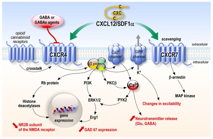 CXCL12 chemokine signaling. CXCL12 acts through its receptors CXCR4 and CXCR7. CXCR4 stimulation leads to the activation of numerous signaling pathways depending on the cell types while CXCR7 has mainly been shown to be involved in scavenging CXCL12, although it can activate a MAP kinase pathway through β-arrestin in several systems.