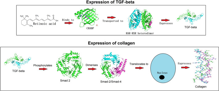 The biochemical cascade that triggers collagen synthesis from the dermal fibroblast, initiated by retinoic acid; Retinoic acid binds to CRABP which transports it to the RAR‐RXR receptor, causing transcription of TGF‐beta. Then TGF‐beta phosphorylates Smad 2, which dimerizes with Smad‐4 and translocates to the nucleus of a fibroblast. This causes expression of collagen