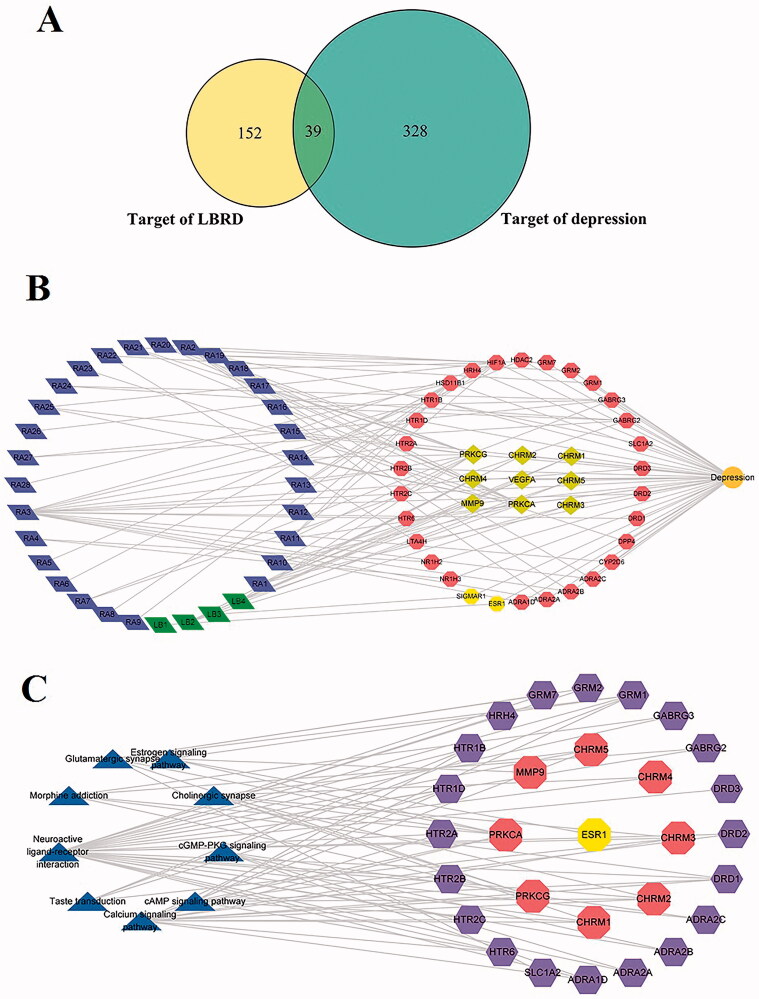 LBRD attenuates depression via the multiple compounds, multiple targets and the several signalling pathways. (A) The common 39 targets between the 191 targets of LBRD and the 367 targets of the depression. (B) The active components and target genes of LBRD for treating depression. The green diamond represents the active ingredient of lily bulb, the blue diamond represents the active ingredient of Rehmannia, the yellow hexagon represents the effective antidepressant target of lily bulb, and the red hexagon represents the effective antidepressant target of Rehmannia. The yellow diamond represents the common antidepressant target of lily bulb and Rehmannia. (C) Target-pathway networks of LBRD. The triangles represent the enriched pathways, the red hexagons represent the common antidepressant target of lily bulb and Rehmannia, the purple hexagons represent the effective antidepressant target of Rehmannia, and the yellow hexagons represent the effective antidepressant target of lily bulb.