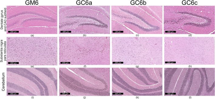 Microscopic images showing brain tissue from different areas: dentate gyrus and CA3 subfield (a-d), substantia nigra pars reticulata (e-h), and cerebellum (i-l). Each row depicts tissue samples stained, highlighting structural differences across the GM6, GC6a, GC6b, and GC6c regions. Scale bars indicate magnification (200 or 300 micrometers).