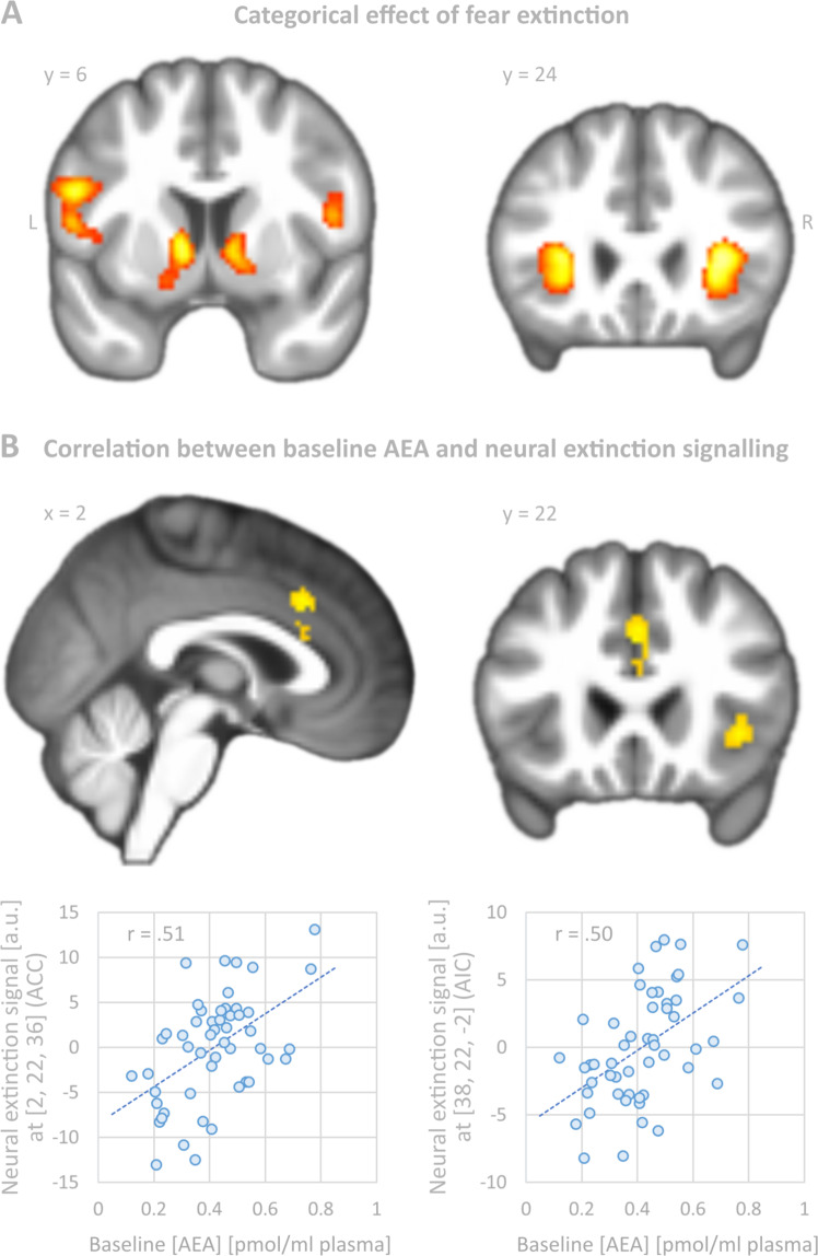Categorical effect of fear extinction and correlation between baseline anandamide (AEA) and neural extinction signalling.A Brain regions with significant effects of fear extinction learning modelled as an exponentially decaying signal. Significance (whole-brain analysis) was assessed at p < 0.001 (voxel level) and p < 0.05 (cluster level, FWE-corrected, corresponding to at least 193 voxels). The statistical parametric map was superimposed on coronal and sagittal sections of the group averaged T1 image. For a statistically reliable inference of neural extinction learning, please see the summary tabulated in Table 1. B Whole-brain regression analysis: anandamide (AEA) baseline levels correlated positively with the degree of extinction learning on day 2 in the dorsal anterior cingulate cortex (dACC) and right anterior insula (AI). Significance was assessed at p < 0.001 at voxel level and p < 0.05 at cluster level resulting in at least 144 continuous voxels. Scatter plots refer to the voxel with the highest correlation coefficient. For demonstration purposes, fMRI sectional views were extracted from more conservative analyses with smaller cluster sizes. Coordinates refer to MNI space. L left, R right.