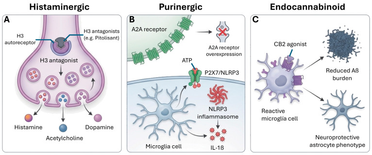 (A) Histaminergic modulation via H3 autoreceptors, where H3 antagonism (e.g., pitolisant-like mechanisms) can enhance release of histamine and other transmitters (ACh, dopamine, NE), thereby boosting arousal and cognitive processing. (B) Purinergic signaling highlighting A2A receptor overexpression-linked synaptic impairment and microglial P2X7/NLRP3 inflammasome activation by pathological ATP elevations, driving IL-1β-mediated neuroinflammation. (C) Endocannabinoid control of glial reactivity via CB2 receptor signaling in microglia, promoting reduced Aβ burden and shifting astrocytes toward neuroprotective phenotypes, consistent with an anti-inflammatory, homeostatic role for endocannabinoid pathways.