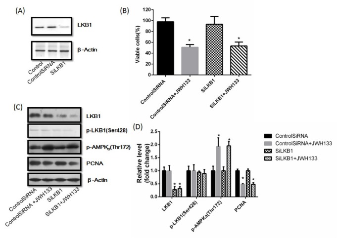 JWH133 activated AMPK and related downstream proteins to inhibit C6 cells proliferation. (A) C6 cells were transfected with small interfering control RNA (Control SiRNA)or AMPKα RNA (SiAMPKα) for 24 h. AMPKα and β-Actin expression levels were detected by western blot. AMPKα knocked down cells were used for further experiments. The image was representative of three different experiments. (B) Effect of JWH133 (5 μM) on the viability (48 h) of C6 cells transfected with Control SiRNA or SiAMPKα. The original western blot images (C) and statistic graphs (D) of p-AMPK (Thr172), p-P53, P21, p-mTOR and PCNA expression in Control SiRNA or SiAMPKα-transfected C6 cells administration of JWH133 (5 μM, 48 h). Data were relative density to that in Control SiRNA group. (E) The effects of JWH133 on cAMP content and PKA activity had nothing to do with AMPKα. Data were mean ± SEM from three replicate experiments, *P<0.05, **P<0.01 versus control SiRNA.