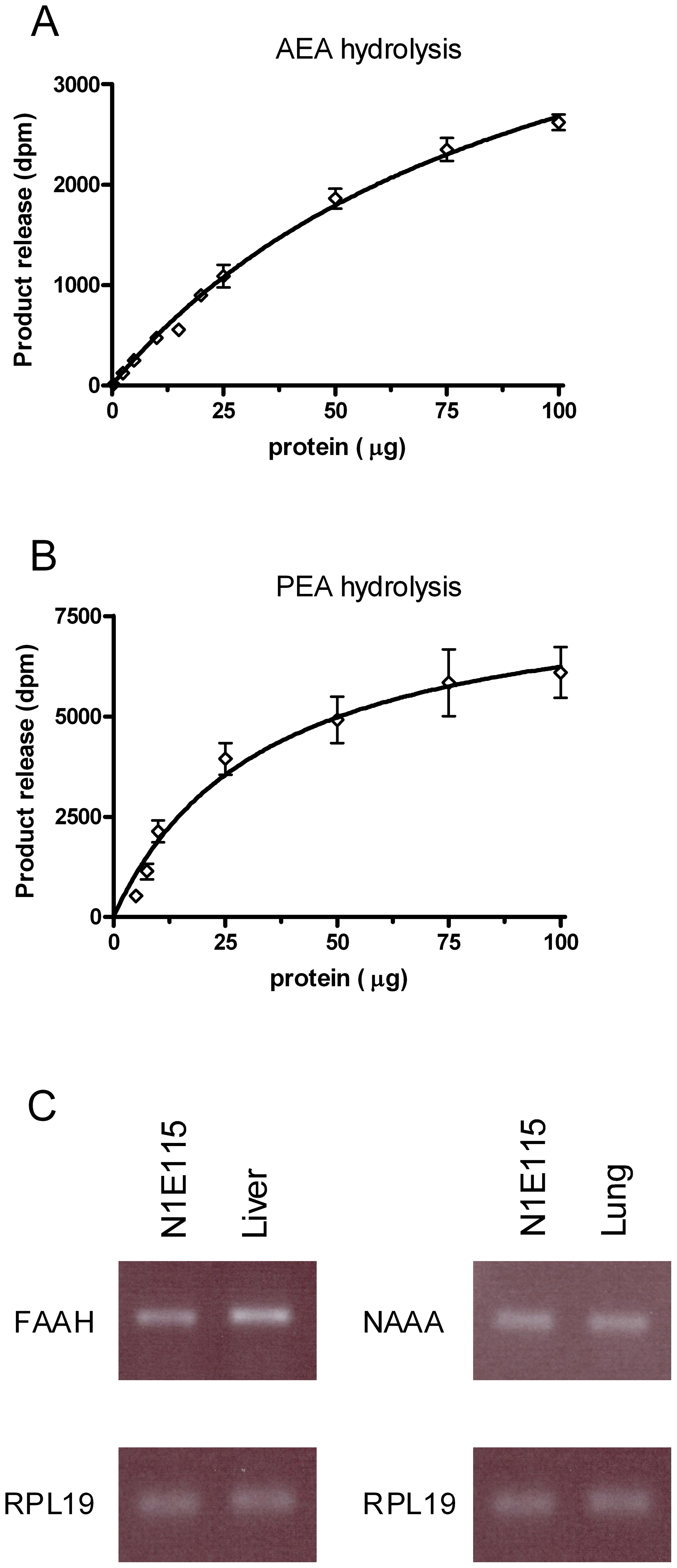 N1E-115 cells efficiently hydrolyze N-acylethanolamines.Enzymatic activities for AEA (A) and PEA (B) hydrolysis were measured in N1E-115 cell homogenates using [3H]-AEA and [3H]-PEA, respectively. Data are the mean of three experiments performed in duplicate. N1E-115 cells express N-acylethanolamines degrading enzymes FAAH and NAAA (C). Detection of mRNA was performed by RT-PCR using respectively mouse liver and lung as control and RPL19 as house keeping gene (blot representative of three).