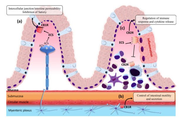 Role of cannabinoid receptor in the gut. (a) Control of endocannabinoid signaling in the intestines by cholinergic innervation of efferent vagal fibers, releasing and acetylcholine (ACh), and activating muscarinic receptors that, in time, will stimulate the conversion of 1-stearoyl-2-arachidonoyl-sn-glycerol (SAG) in 2-arachidonyl glycerol (2-AG), by the enzyme diacylglycerol lipase (DAGL). 2-AG will bind to cannabinoid receptor 1 (CBR1), promoting the inhibition of satiety [54]. (b) CB1R receptors in the nervous fibers located in the myenteric plexus will regulate intestinal motility [53,55]. (c) Cannabinoid receptor 2 (CBR2) is expressed in the submucous-plexus and immune cells. Its expression is further induced in epithelial cells during inflammatory events [29]. ECS, endocannabinoid system.