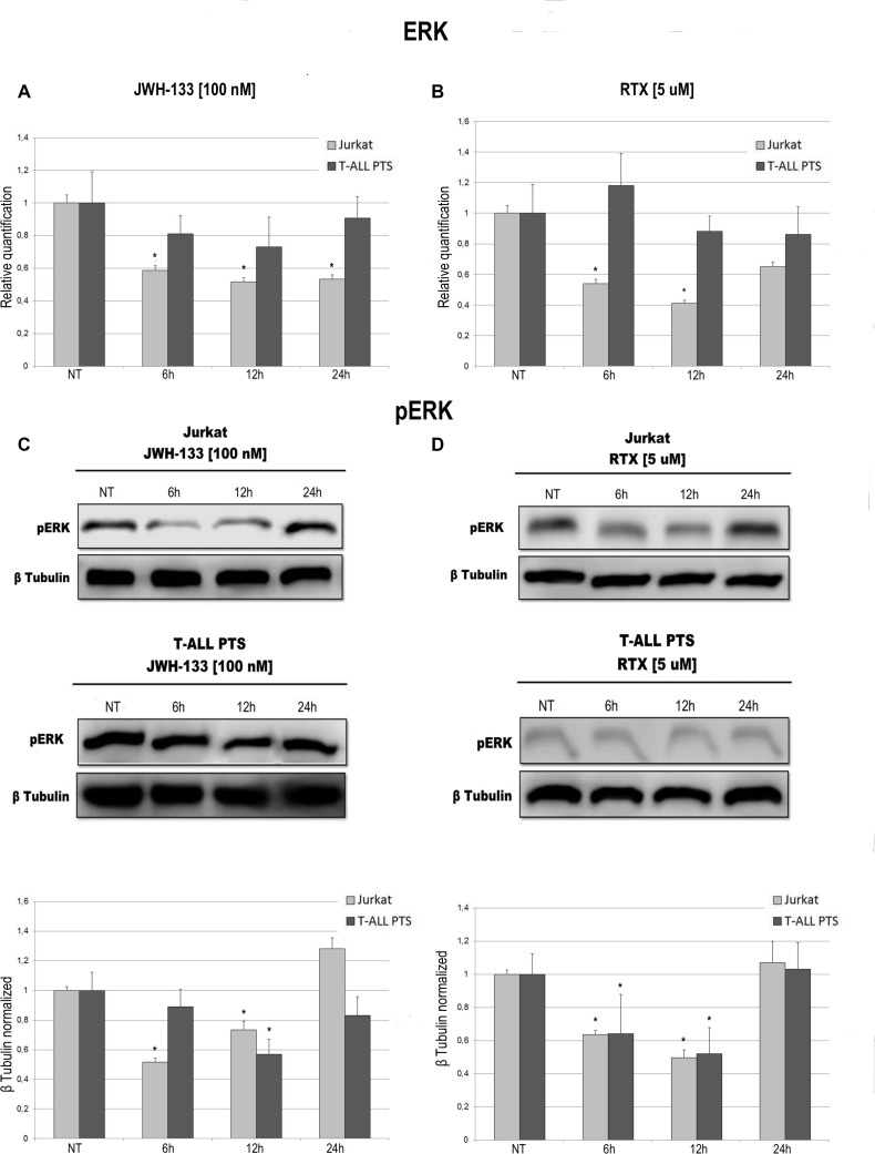 Effects of JWH-133 and RTX treatments on ERK mRNA expression levels and pERK protein expression levelsERK mRNA expression levels in Jurkat cell line and in T-ALL patients’ lymphoblasts derived from 4 patients were determined by Q-PCR after JWH-133 [100 nM] (A) and RTX [5 uM] (B) treatments at 6 h, 12 h and 24 h of exposure. Results were normalized for the housekeeping gene β-actin and were showed as mean ± SD of three independent experiments for Jurkat cells (performed in technical triplicate), and as mean ± SD of four single experiments on each one of the 4 patients (performed in technical triplicate). A t-test has been used to evaluate statistical differences in ERK expression among groups. *indicates p ≤ 0.05 compared to the untreated control (NT). pERK protein expression levels in Jurkat cell line and in T-ALL patients’ lymphoblasts, were determined by Western Blot, starting from 15 μg of total lysates after JWH-133 [100 nM] (C) and RTX [5 uM] (D) treatments after 6 h, 12 h and 24 h of exposure. Images show the most representative blots. The proteins were detected using Image Studio Digits software and the intensity ratios of immunoblots compared to the untreated control, taken as 1(arbitrary unit), were quantified after normalizing with respective loading controls for the housekeeping protein β-tubulin. The results were normalized for the housekeeping protein β-tubulin. The graphs represent the relative quantification for pERK expression as mean ± SD from two independent experiments for Jurkat cells and as mean ± SD of four single experiments on each one of the 4 patients. A t-test has been used to evaluate the statistical differences in protein expression levels. *indicates p ≤ 0.05 compared to the untreated control (NT).