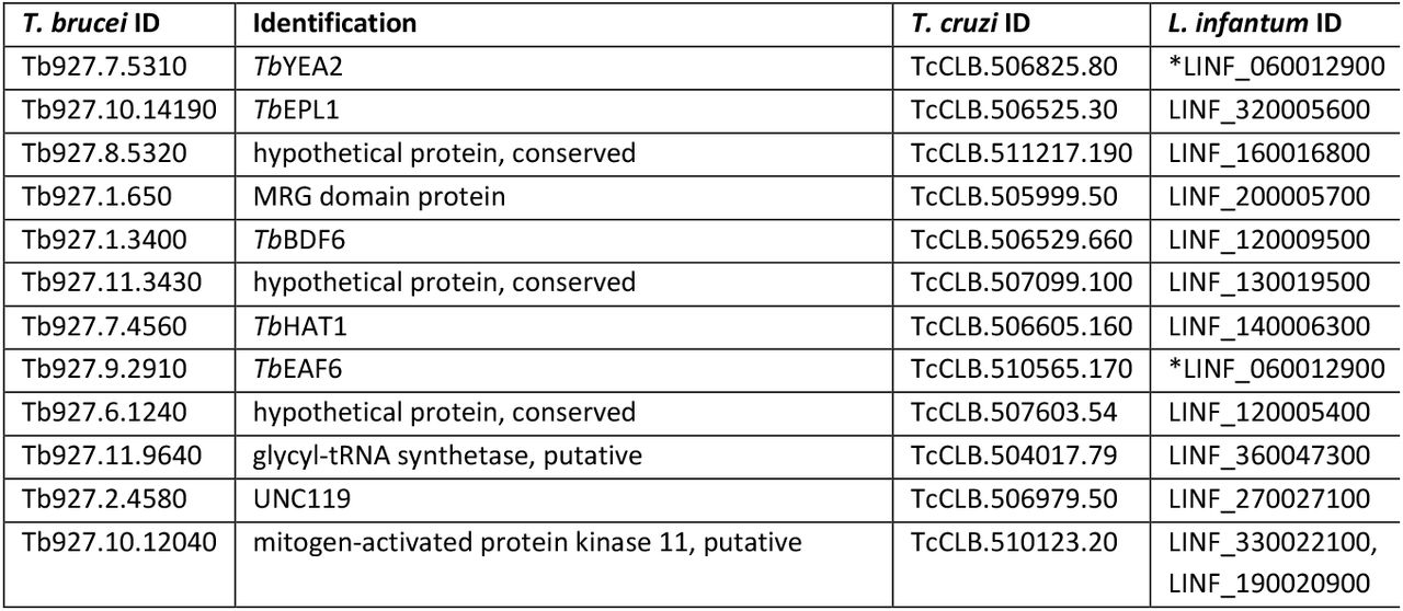 Identified orthologs of the proteins significatively enriched in TbHAT1 CoIP from Staneva et al.The identification column contains the protein names or domains identified by Staneva et al. *TbYEA2 and TbEAF6 are fused forming a single protein in L. infantum. Leishmania infantum orthologous IDs are included because their predicted structures are included in AF2 monomer database.
