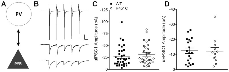Bidirectional unitary postsynaptic responses at PV → PYR synapses are normal in Nlgn3R451C mice.A) Simplified schematic of a PV → PYR synapse. B) Representative traces averaged from 20 consecutive sweeps (including failures). A short 20 Hz train of 5 action potentials is elicited from the presynaptic PV interneuron (in voltage clamp, top) and unitary IPSC (uIPSCs) are recorded from the postsynaptic pyramidal neuron (WT = middle; Nlgn3R451C = bottom). Scale bars: 500 pA (PV), 25 pA (PYR); 25 ms. C) Scatter plot of uIPSC1 amplitude for each connected pair from WT (n = 34) and Nlgn3R451C (n = 29). D) Scatter plot of uEPSC1 of connected PYR → PV pairs showing no difference in excitatory transmission onto PV interneurons between WT (n = 19) and Nlgn3R451C (n = 12).