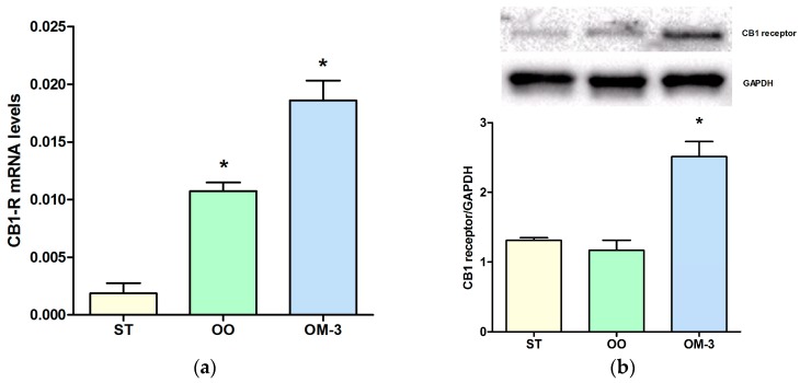 Cannabinoid receptor-1 (CB1) receptor gene expression levels (mean ± SE) in intestinal tissue of 10 ApcMin/+ mice for each group (a). Data expressed as molecule numbers of CB1 receptor gene mRNA/molecule numbers of β-actin mRNA (b) Western blotting analysis of expression of the CB1 receptor protein in intestinal tissue of ApcMin/+ mice. ST = control group; OO = olive oil group; OM-3 = ω-3 PUFAs group. * p < 0.05 (ANOVA and Dunnett’s multiple comparison test, each experimental group vs. the control (ST) group).