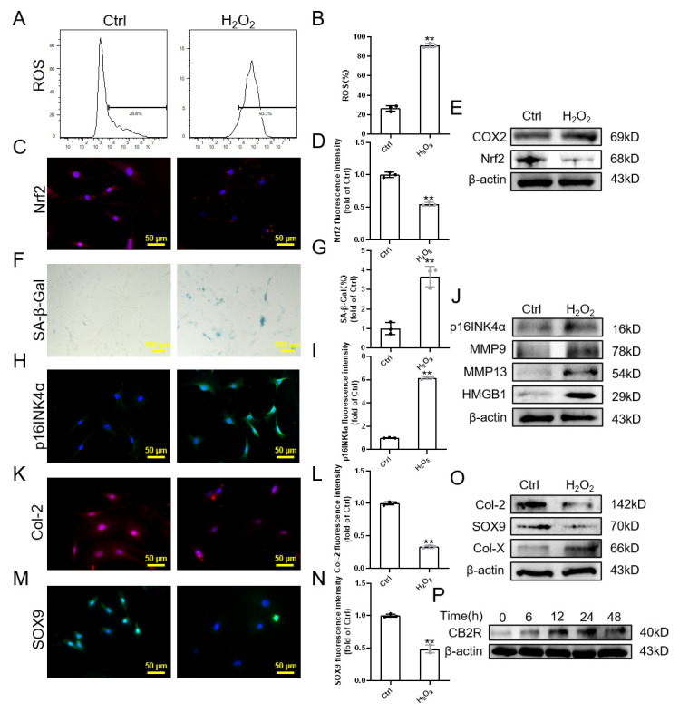 CB2R lowly expressed in H2O2-induced senescence (A-B) Flow cytometry results of ROS; (C-D) Immunofluorescence staining results of Nrf2 (scale bar = 50 μm); (e) Western blot results of Nrf2, COX2; (F-G) SA-β-Gal staining and quantitative analysis results (scale bar = 100 μm); (H-I) Immunofluorescence staining results of p16INK4a (scale bar = 50 μm); (J) Western blot results of p16INK4a, MMP9,MMP13 and HMGB1; (K-N) Immunofluorescence staining results of Col-2 and SOX9 (scale bar = 50 μm); (O) Western blot results of Col-2, SOX9 and Col-X; (p) Western blot results of dose-dependent expression of CB2R expression under oxidative stress.. Each experiment was conducted thrice, and the data are shown as the mean ± SD. **p < 0.01.
