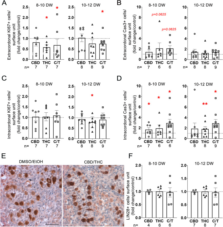 Effect of CBD and/or THC on proliferation, apoptosis, and germ cell numbers. Density of (A) proliferating cells (KI67 +) and (B) apoptotic cells (Cas3 +) in (A,B) extracordonal and (C,D) intracordonal tissue after CBD and/or THC treatment at 10−5 M. Results of cell quantification normalized by surface unit and expressed as fold from respective controls in 8–10 and 10–12 DW embryonic testes. Data presented as means + / − SEM. An ANOVA test was performed followed by a Wilcoxon test for pair comparisons (*, p < 0.05; **, p < 0.01). (E) Representative immunostaining of LIN28, a specific marker of germ cell in control (DMSO/EtOH) and CBD/THC at 10−5 M treated explants from a 10–12 DW human fetal testis. LIN28 appears dark brown (DAB staining) in the cytoplasm of germ cells within the intracordonal tissue. Sections were counterstained with hematoxylin (in blue). No modification of germ cell morphology was observed. (F) Density of LIN28 positive cells (LIN28 +) in intracordonal tissue after CBD and/or THC treatment at 10−5 M compared to respective controls in 8–10 and 10–12 DW embryonic testis. Scale bar = 50 µm