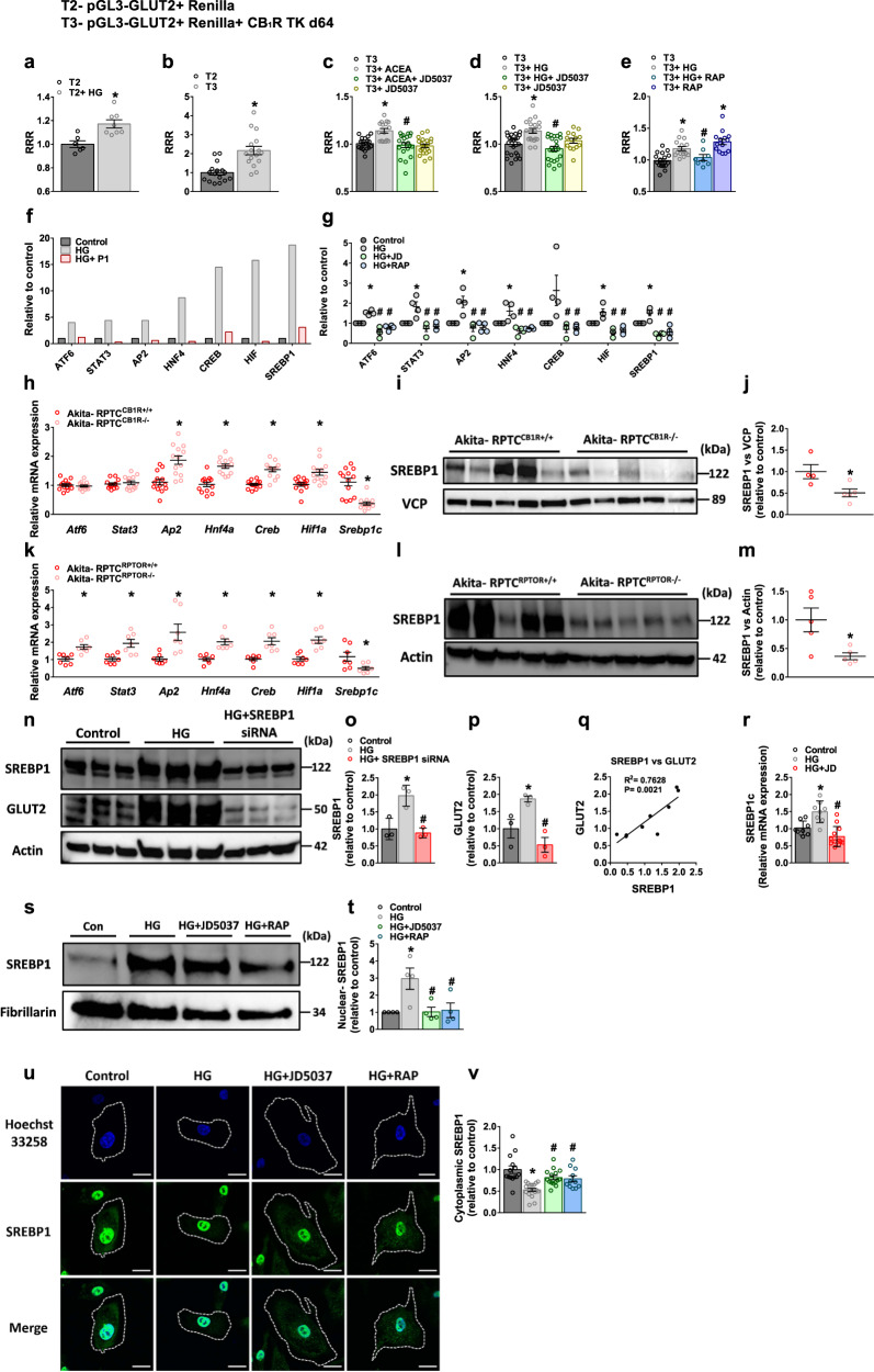 GLUT2 transcription is directly regulated by CB1R and mTORC1.a–e Luminescence relative response ratio (RRR) analyses of HEK293 cells co-transfected transiently with pGL3-GLUT and Renilla luciferase plasmids (T2) or with pGL3-GLUT, Renilla luciferase, and CB1R-TK-d64 plasmids (T3), treated with or without ACEA (10 μM; b, c) or with HG (30 mM; a, d, e) for 3 h, in the presence or absence of JD5037 (100 nM) or rapamycin (100 nM). For a, n = 6 for T2, n = 8 for T2+HG (*P = 0.0034). For b, n = 16 per group (*P < 0.0001). For c, n = 19 for T3 group, n = 16 for T3 + ACEA group and n = 20 for T3 + ACEA + JD5037 and T3 + JD5037 groups (*P < 0.0001, #P = 0.0002). For d, n = 23 for T3 and T3 + HG + JD5037 groups, n = 19 for T3 + HG group and n = 14 for T3 + JD5037 group (*P = 0.0003, #P = 0.0002). For e, n = 18 for T3 group, n = 16 for T3 + HG group, n = 8 for T3 + HG + RAP group and n = 14 for T3 + RAP group (*P < 0.0001, #P = 0.0207). f Promoter-binding transcription-factor (TF) profiling assay of the eight most prominent candidate TFs present in nuclear extracts (NEs) collected from primary hRPTCs treated with or without HG (30 mM) for 3 h in the presence or absence of hGLUT2 promoter (P1). g Transcription-factor profiling assay for eight candidate TFs present at the NEs of primary hRPTCs treated with or without HG (30 mM) in the presence or absence of JD5037 (100 nM) or rapamycin (100 nM) for 3 h. n = 4 per group (*P < 0.0019, #P < 0.0001). h qPCR analyses of kidney Glut2 candidate TFs in kidney lysate from Akita-RPTCCB1R+/+ and Akita-RPTCCB1R−/− diabetic mice. n = 13 mice per group (*P < 0.0018). i, j Immunoblotting analysis and quantification of SREBP1 in kidney lysate from Akita-RPTCCB1R+/+ and Akita-RPTCCB1R−/− diabetic mice. n = 4 mice for Akita-RPTCCB1R+/+, n = 5 mice for Akita-RPTC CB1R−/− (*P = 0.0264). k qPCR analysis and quantification of kidney Glut2 candidate TFs in kidney lysate from Akita-RPTCRPTOR+/+ and Akita-RPTCRPTOR−/− diabetic mice. n = 7 mice per group (*P < 0.0324). l, m Immunoblotting analysis and quantification of SREBP1 in kidney lysate from Akita-RPTCRPTOR+/+ and Akita-RPTCRPTOR−/− diabetic mice. n = 5 mice per group (*P = 0.0191). n–q Immunoblotting analysis of SREBP1c and GLUT2 in primary hRPTCs treated with or without HG (30 mM) in the presence or absence of SREBP1 siRNA for 24 h. n = 3 biological replicates per group (*P < 0.0385, #P < 0.0051). r qPCR analysis of SREBP1c in primary hRPTCs treated with or without HG (30 mM) in the presence or absence of JD5037 (100 nM) for 1 h. n = 8 for Control and HG groups, n = 12 for HG + JD group (*P = 0.0031, #P < 0.0001). s, t Representative immunoblotting analysis and quantification of nuclear SREBP1 in extracts collected from primary hRPTCs treated with or without HG (30 mM) in the presence or absence of JD5037 (100 nM) or rapamycin (100 nM) for 3 h. SREBP1 expression was normalized to the nuclear marker Fibrillarin. n = 4 per group (*P = 0.0196, #P < 0.0497). u, v Representative immunofluorescence and quantification of cytoplasmic SREBP1 expression in primary hRPTCs treated with or without HG (30 mM) in the presence or absence of JD5037 (100 nM) or rapamycin (100 nM) for 3 h. 100× magnification, scale bar: 10 µm. n = 14 for Control group, n = 19 for HG group, n = 15 for HG + JD5037 group and n = 11 for HG + RAP group (*P < 0.0001, #P < 0.0012). Data represent the mean ± SEM and were analyzed by unpaired two-tailed Student’s t-test or one-way ANOVA followed by Tukey test (one-sided). *P < 0.05 relative to the corresponding control group. #P < 0.05 relative to the ACEA- or HG-treated group. Source data are provided as a Source Data file.