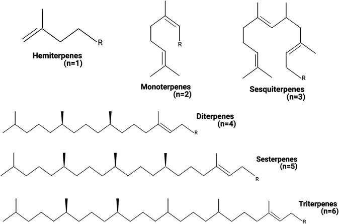 Classification of terpenes. The terpenes can be classified by the number of units of isoprene present in the chemical structure. n = amount of isoprene units in the different terpene structures. Created with BioRender.com.