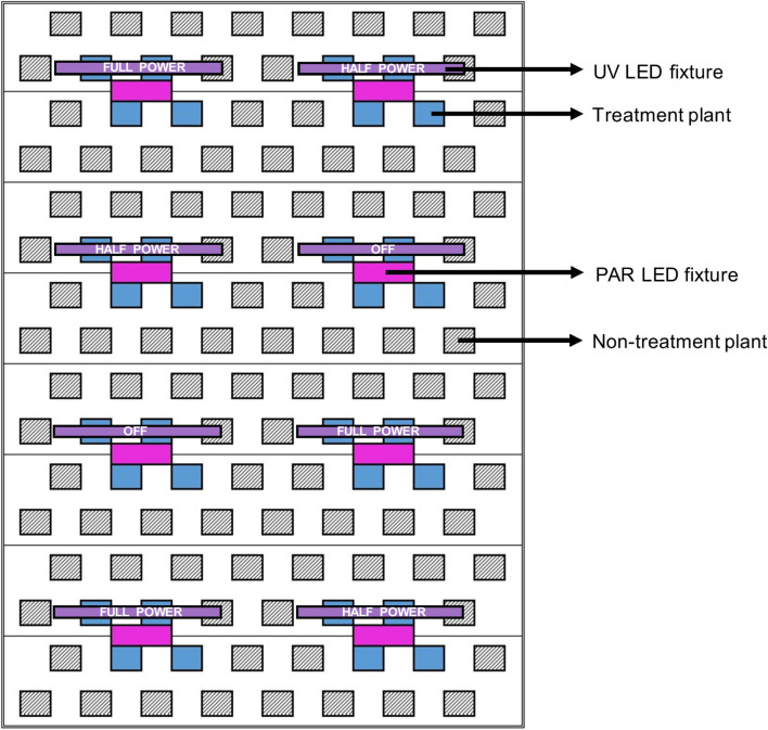 Schematic of a single LED rack comprised of 8 PAR fixtures (in magenta) and 8 UV fixtures (in purple) above one third of the deep-water culture basin (CB). The entire growing area consisted of 3 light racks. The 3 UV LED settings (off, half power, full power) were randomly assigned to individual UV fixtures (i.e., plots). Each treatment plant (in blue, 4 per plot) was assigned a UV exposure level, reflecting its average canopy-level UV photon flux density (UV-PFD) measured throughout the trial. The UV-PFDs were used as the independent variable in analyses of plant growth, physiology and harvest metrics. Each plot was surrounded by non-treatment plants (hatched diagonal lines) to ensure uniform growing environment and normal planting density. The north half of the CB was populated with BW and the south half was populated with LT.