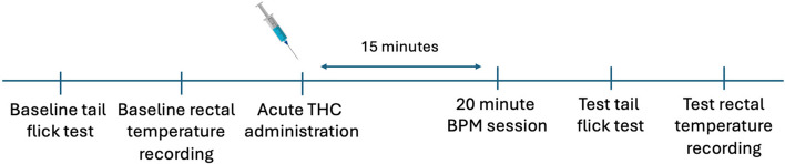 Testing timeline of the tetrad analysis. Experimental timeline. Baseline tail flick time and rectal temperatures were recorded then rats were injected with THC. Following 15 min from drug administration, subjects were then placed in the BPM for 20 min. Tail flick timings and rectal temperatures were recorded once more following BPM assessment to determine drug-induced changes