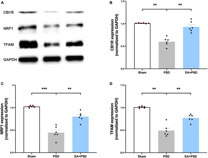 EA treatment improved the CB1R expression and mitochondrial biogenesis. (A) Photographs of reprehensive bands of CB1R, NRF1 and TFAM. (B) The exposure of PSD inhibited CB1R expression in hippocampus, which was reversed by EA treatment (n = 6, **P < 0.01). (C) Quantitative changes in NRF1 in the hippocamps after PSD or EA procedure. PSD attenuated the protein expression of NRF1, whereas EA treatment reversed this reduction (n = 6, **P < 0.01). (D) PSD operation reduced the abundance of TFAM, EA treatment reversed this decrease (n = 6, **P < 0.01).