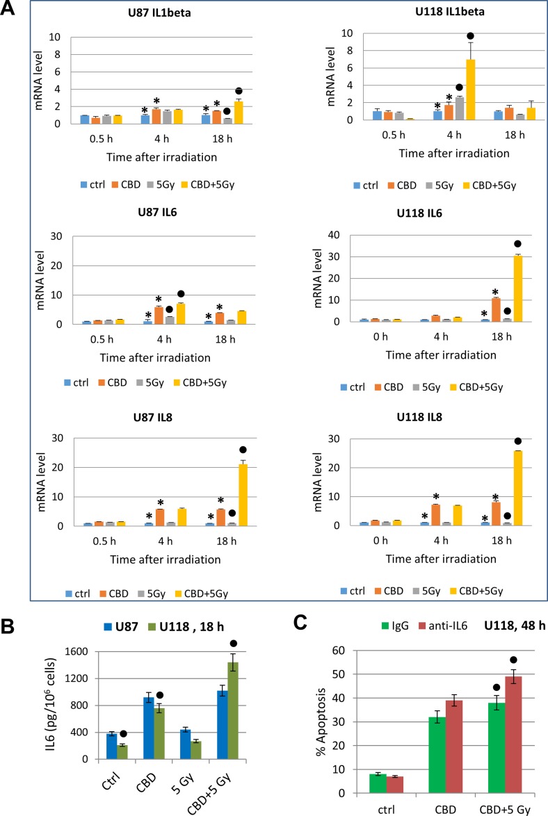 Cytokine gene expression in glioblastoma cells determined by quantitative real-time PCR(A) Quantitative real-time PCR analysis of IL1β, IL6 and IL8 mRNA levels after treatments of U87MG and U118MG cells by CBD (20 µM) and γ-irradiation (5 Gy) alone or in combination. The graphs indicate the fold change of target gene mRNA levels against time-point control after normalized to reference gene (beta-Actin). The pooled results of four independent experiments are presented. Error bars represent means ± S.D. (p < 0.05, Student’s t-test). Stars indicate a significant difference in mRNA levels between control and CBD-pretreated cells, black circles - between irradiated (5 Gy) and irradiated in the presence of CBD (20 µM) cells. (B) IL6 protein levels secreted into the media after indicated treatments of glioblastoma cells were detected by ELISA. Black circles indicate significant differences in IL6 secretion after treatment of U118MG cells CBD (20 µM) alone or in combination with irradiation (5 Gy). (C) Effects of anti-IL6 inhibitory antibody (5 μg/ml) in the media on apoptosis induced by CBD (20 µM) alone or combined treatment of CBD and γ-irradiation of U87MG cells. Black circles indicate a significant upregulation of apoptosis after combined treatment of U118MG cells in the presence of anti-IL6 Ab.